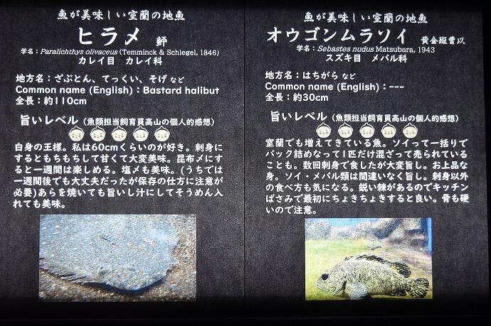 室蘭民報みんなの水族館　北海道　展示　魚　観光　食べ方