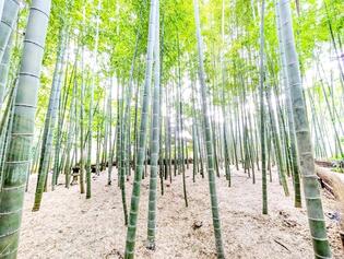 ブログイメージ