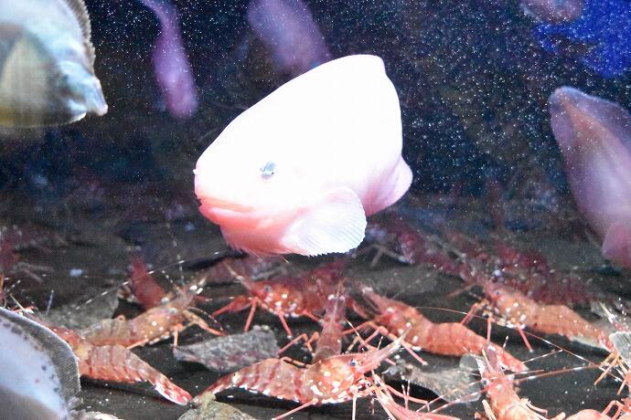 室蘭民報みんなの水族館　北海道　展示　魚　観光