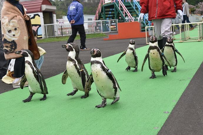 室蘭民報みんなの水族館　北海道　ペンギン　観光