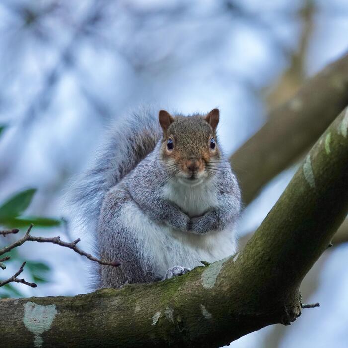 ハイイロリス 赤リス スコットランド 動物