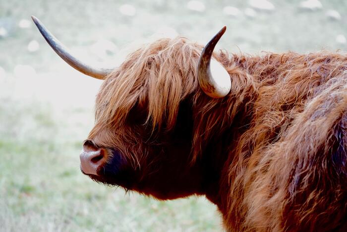ハイランド牛 赤リス スコットランド 動物