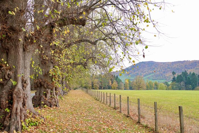 フロア城の門からのアプローチ 赤リス スコットランド 動物
