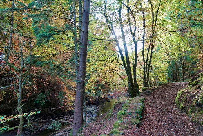 川沿いの散歩道 赤リス スコットランド 動物