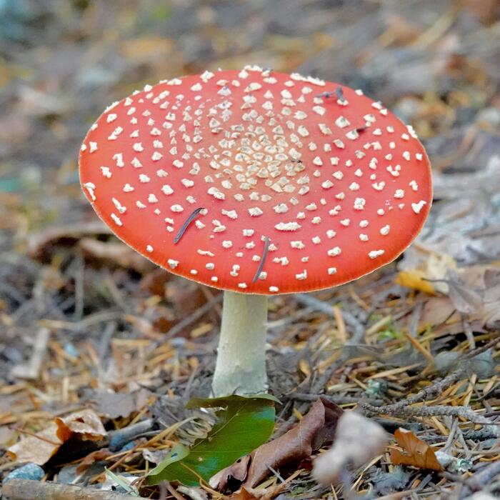 ベニテングタケ 赤リス スコットランド 動物