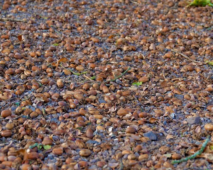 どんぐり 赤リス スコットランド 動物