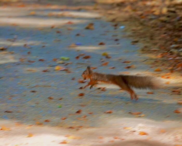 走る赤リス  スコットランド 動物