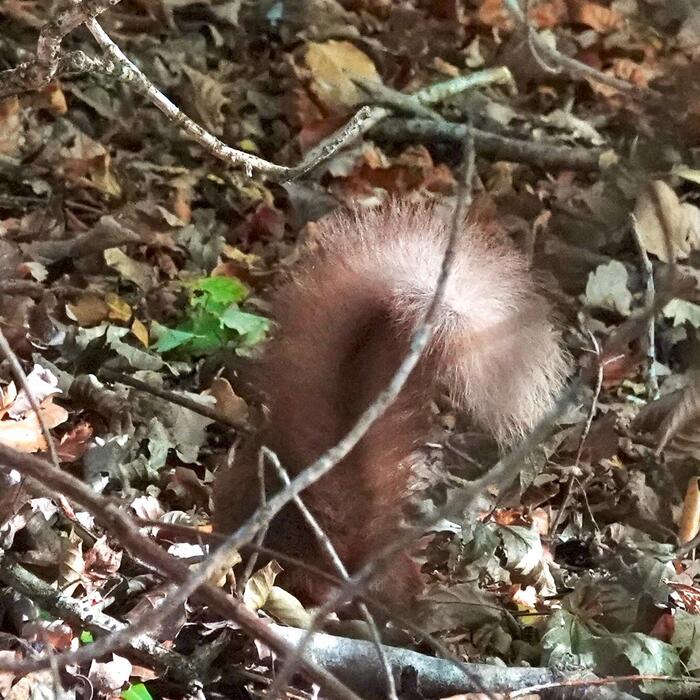 赤リスのふさふさの尻尾 赤リス スコットランド 動物