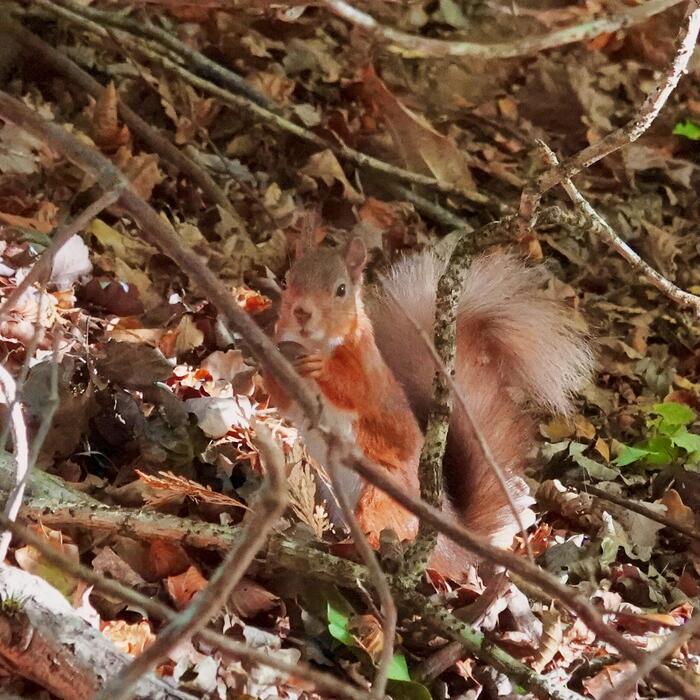 どんぐりを食べる 赤リス スコットランド 動物