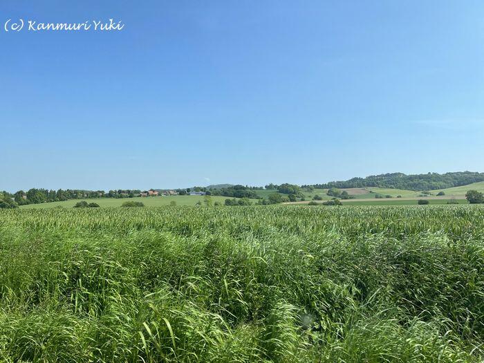 フランドル　山　フランス　観光　田園