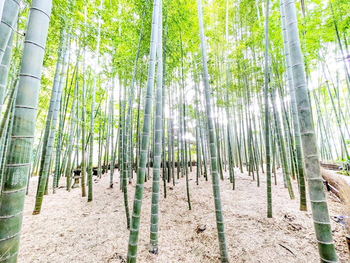 報国寺　竹の庭　　逗子・鎌倉・江の島　GW　日帰りドライブ　モデルコース