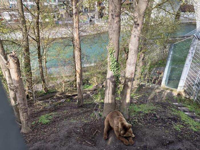 世界遺産　スイス・ベルン　観光　くま公園　熊