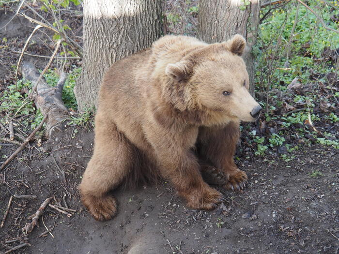 世界遺産　スイス・ベルン　観光　くま公園　熊