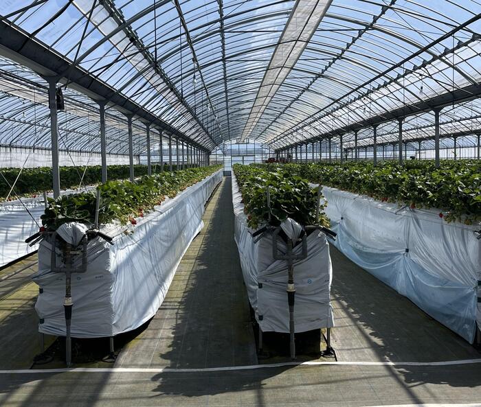 福岡 観光　野菜ソムリエ　手づみ農園モカ　いちご