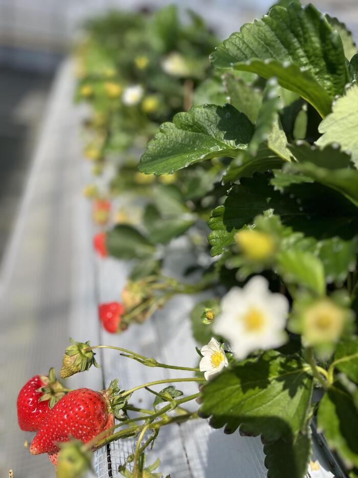 福岡 観光　野菜ソムリエ　手づみ農園モカ　いちご