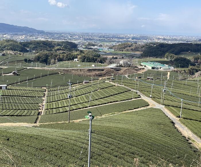 福岡 観光　野菜ソムリエ　八女茶
