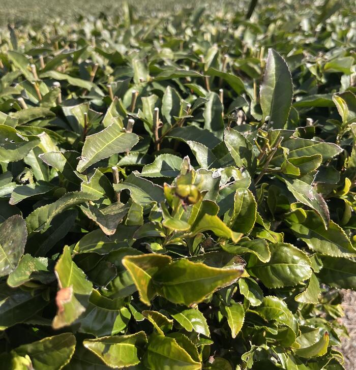 福岡 観光　野菜ソムリエ　八女茶