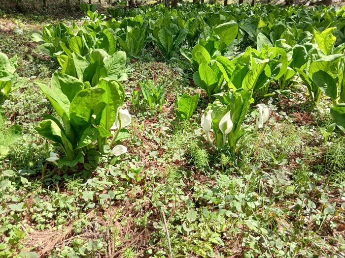 赤城山 嶺公園 ミズバショウ 群馬県　散策