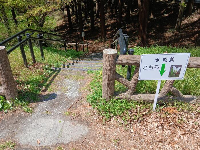 赤城山 嶺公園 ミズバショウ 群馬県　散策