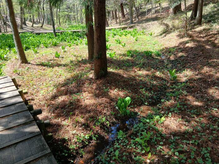 赤城山 嶺公園 ミズバショウ 群馬県　散策