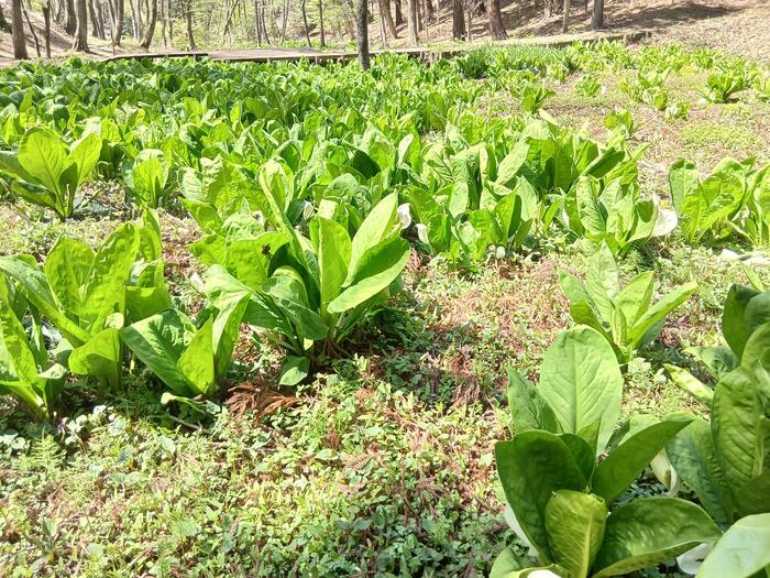 赤城山 嶺公園 ミズバショウ 群馬県　散策