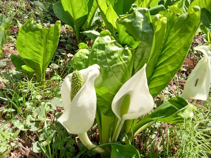 赤城山 嶺公園 ミズバショウ 群馬県　散策