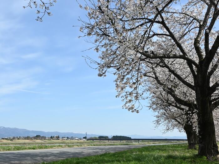 秋田県 大仙市 大曲 桜　春