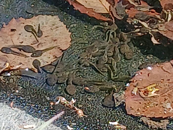 赤城山 嶺公園 水の広場　群馬県　水遊び　おたまじゃくし