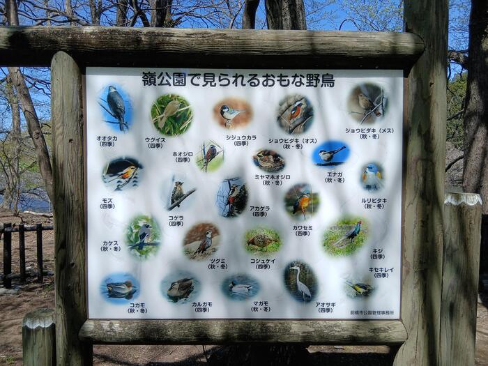 赤城山 嶺公園 群馬県　バードウォッチング　