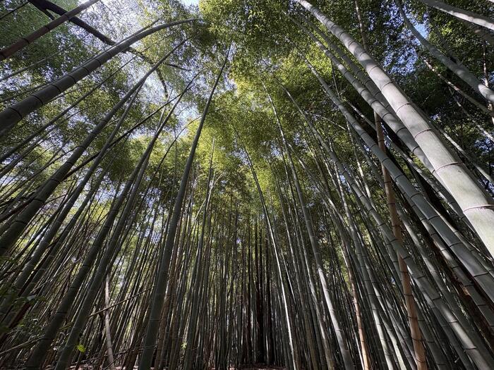 登山　ハイキング　竹林　相模原　相模湖　嵐山