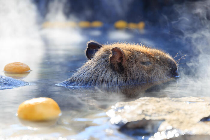 温泉に浸かるカピバラ