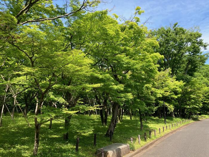森林