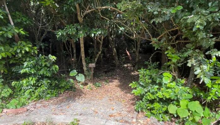フボー御嶽の木に囲まれた入り口