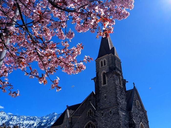 桜