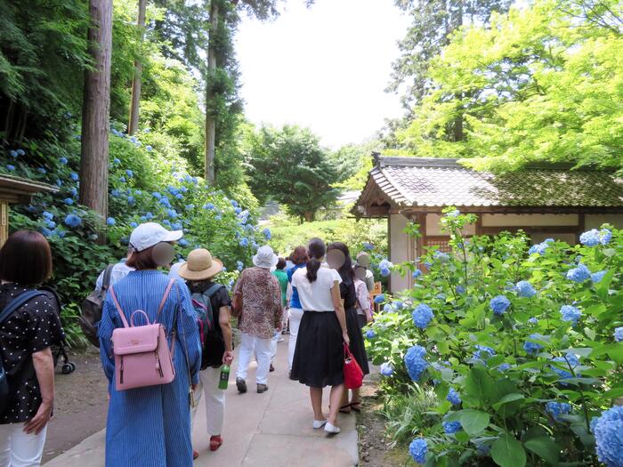 鎌倉市 観光 アジサイ シーズン 見頃  明月院ブル－