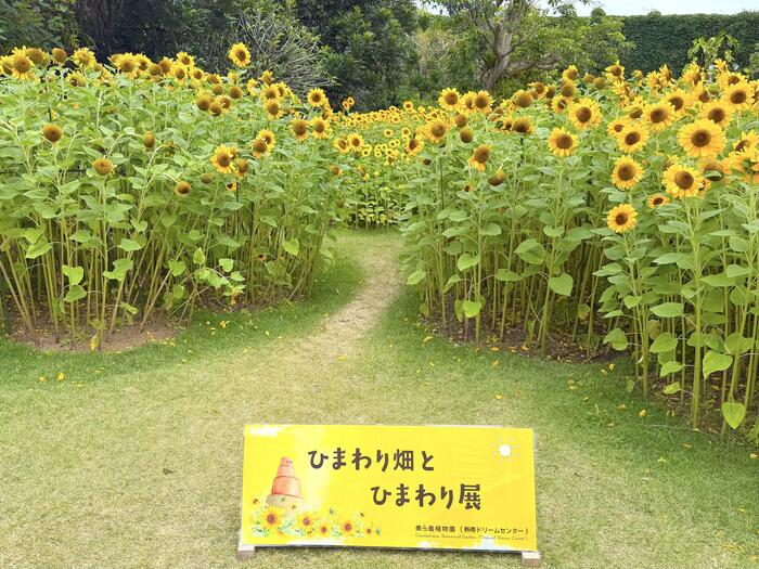 ひまわり