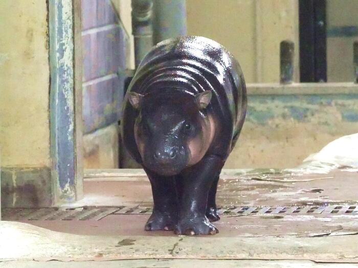 東京 上野動物園 大人気　コビトカバ　イロハ　モミジ