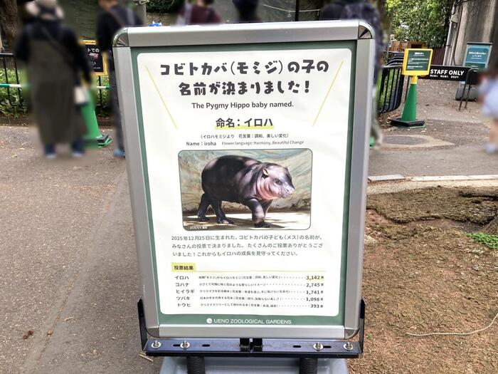 コビトカバ　イロハ　モミジ