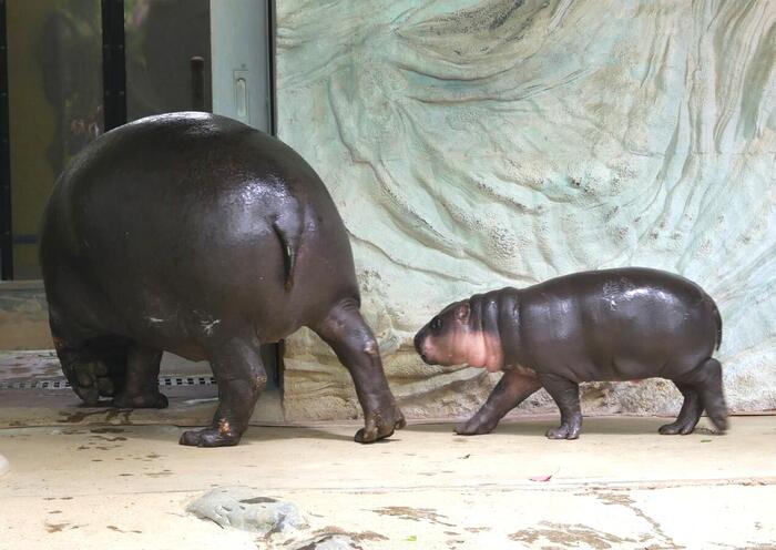 コビトカバ　イロハ　モミジ
