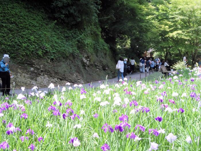 鎌倉市 観光 明月院 花菖蒲　ハナショウブ