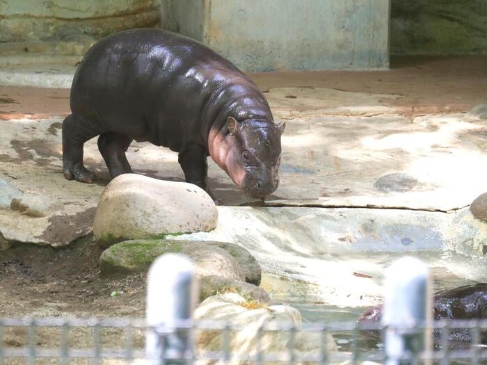 コビトカバ　イロハ　モミジ