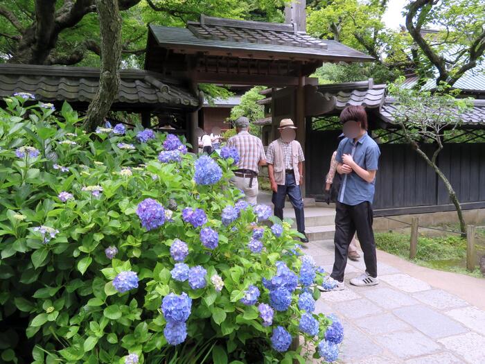 鎌倉市 観光 アジサイ シーズン 見頃 　東慶寺