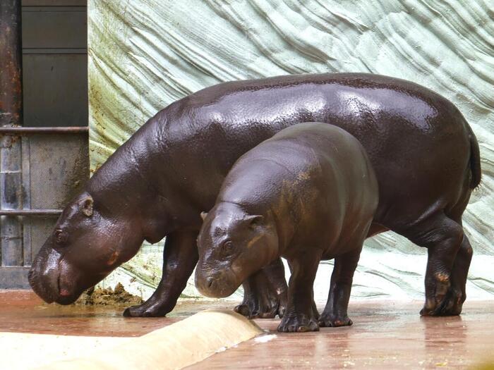 コビトカバ　ナツメ　コブシ