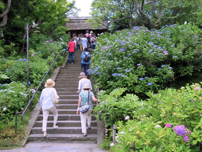 鎌倉市 観光 アジサイ シーズン 見頃　東慶寺　山門