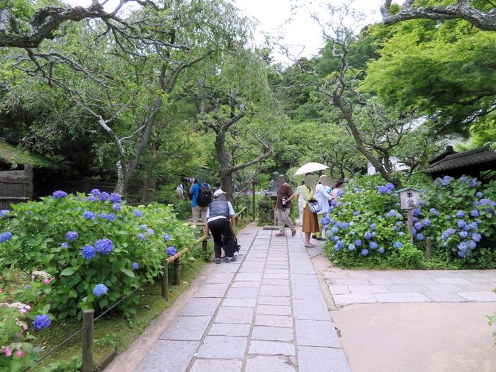鎌倉市 観光 アジサイ シーズン 見頃 　東慶寺　参道