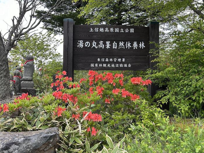 長野県　初夏 日帰り 信州 絶景　登山　ハイキング　湯の丸高原　ツツジ