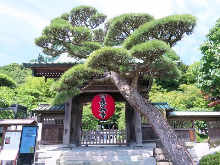 鎌倉市 観光 アジサイ シーズン 見頃 　長谷寺　