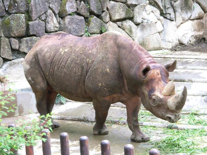 サイ
