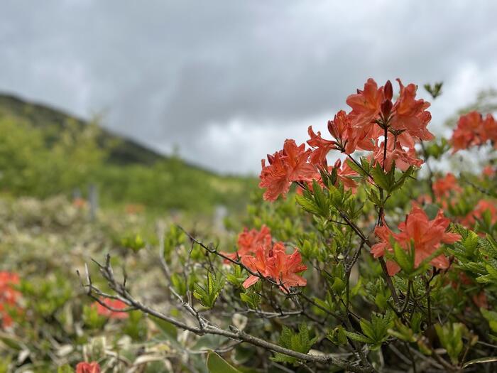 長野県　初夏 日帰り 信州 絶景　登山　ハイキング　湯の丸高原　レンゲツツジ