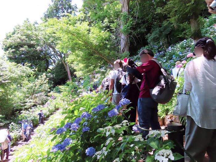 鎌倉市 観光 アジサイ シーズン 見頃 　長谷寺　